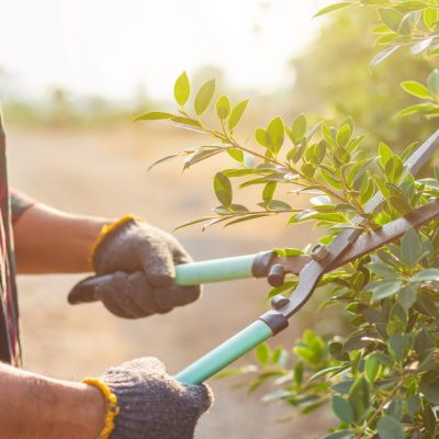 Close up people cutting a hedge in the garden. Home and garden decoration concept